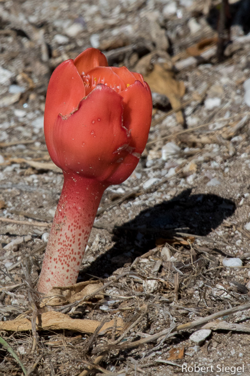 red flower